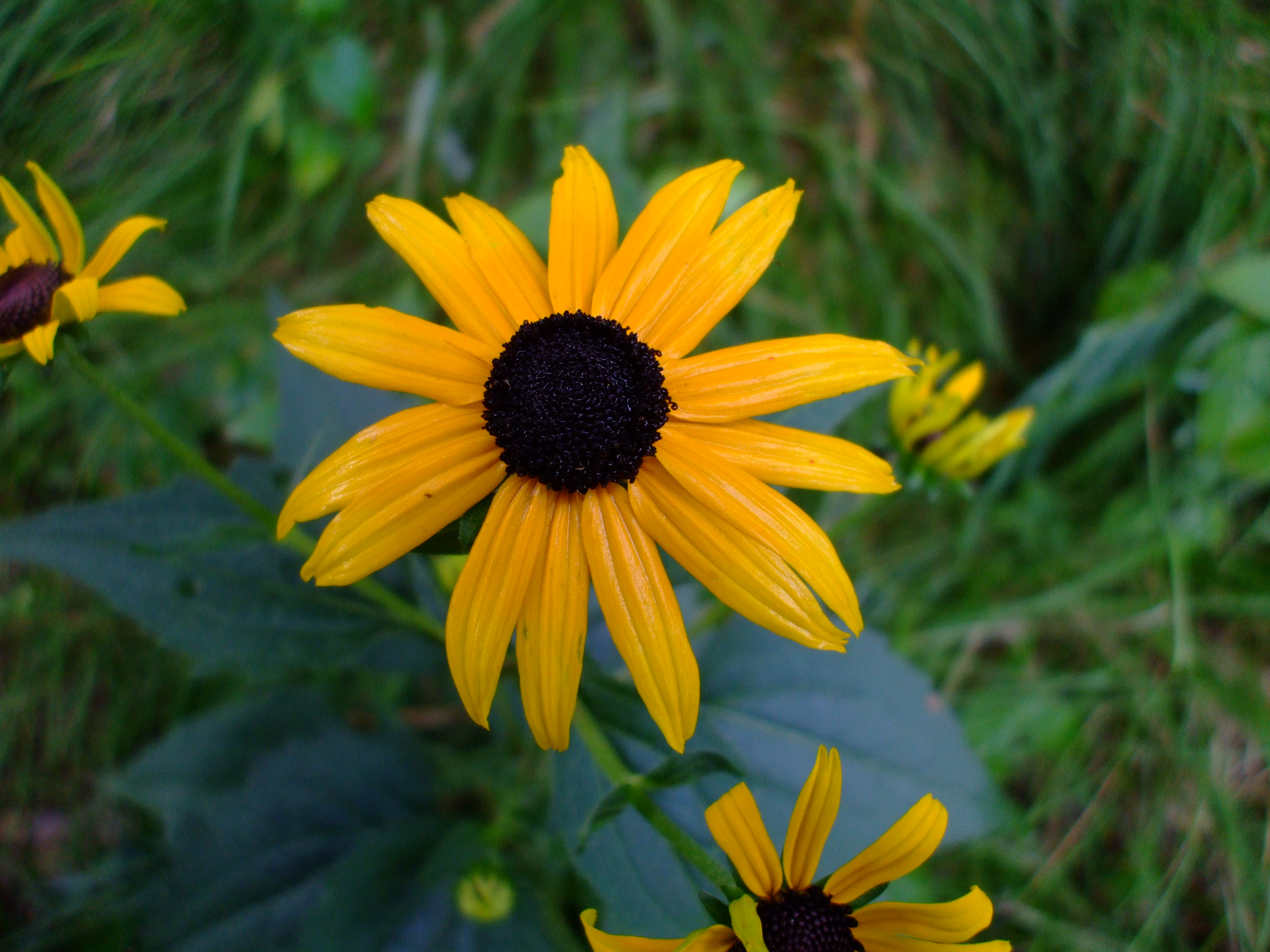 Rudbeckia fulgida